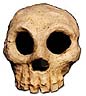 Pottery skull