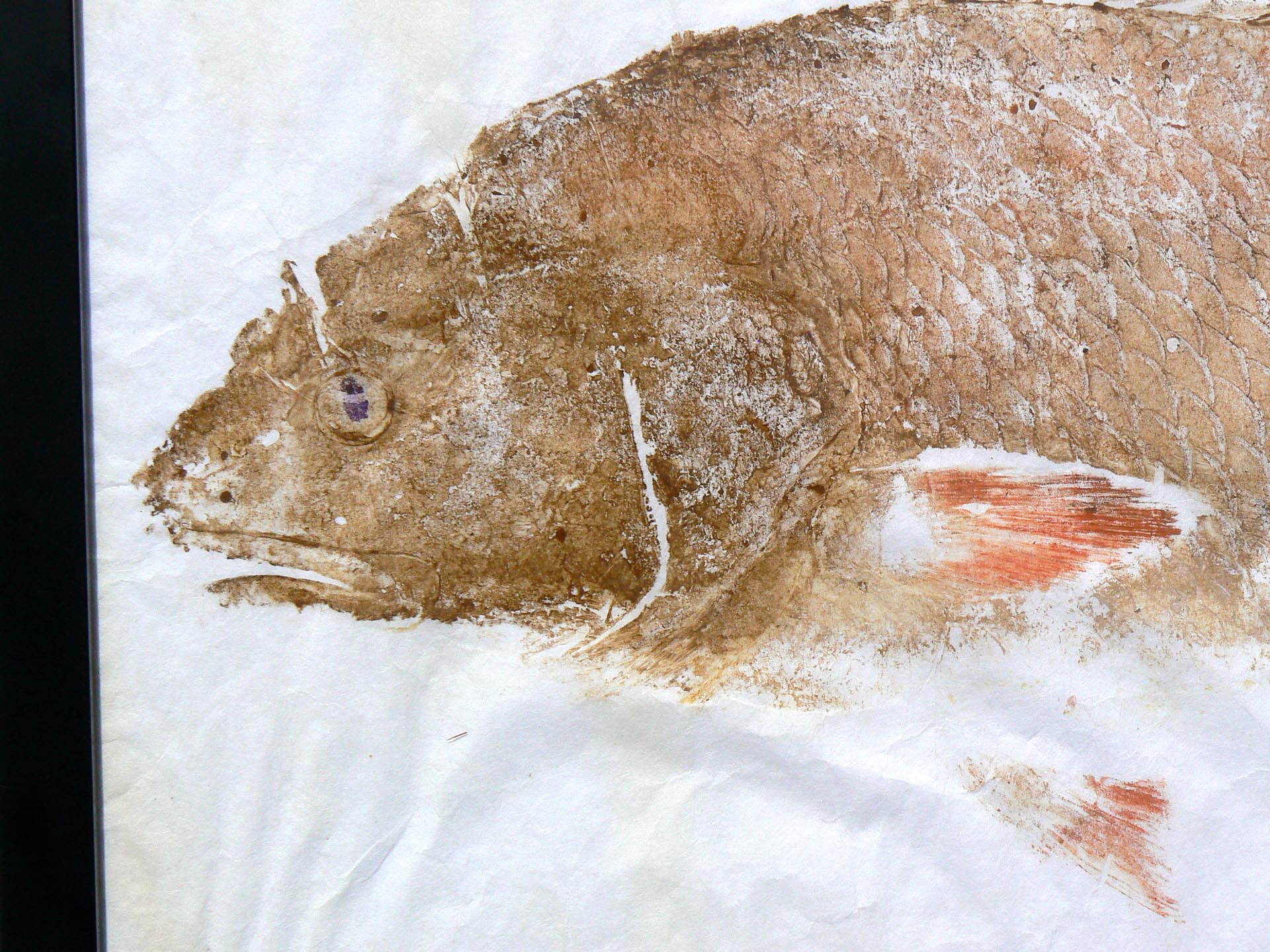 Gyotaku fish print